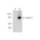 ACAD-11 Antibody (B-12) - Western Blotting - Image 314495 