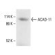 ACAD-11 Antibody (C-7) - Western Blotting - Image 411750