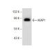ACAP1 Antibody (B-11) - Western Blotting - Image 156441