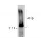 ACCβ Antibody (H-7) - Western Blotting - Image 373385