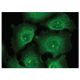 AChE Antibody (A-11) - Immunofluorescence - Image 149760 