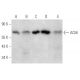 AChE Antibody (A-11) - Western Blotting - Image 354798 