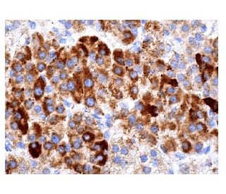 Nicotinic Acetylcholine Receptor alpha 7/CHRNA7 Antibody (319) - Immunohistochemistry - Image 157171 
