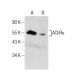 Nicotinic Acetylcholine Receptor epsilon/CHRNE Antibody (B-11) - Western Blotting - Image 158463 