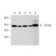 Nicotinic Acetylcholine Receptor epsilon/CHRNE Antibody (B-11) - Western Blotting - Image 301133 