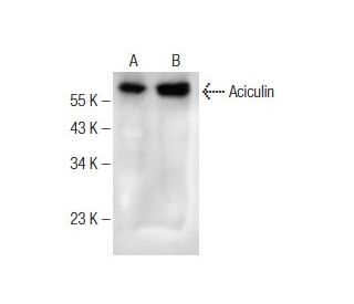 Aciculin Antibody (F-11) - Western Blotting - Image 151011 