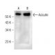 Aciculin Antibody (F-11) - Western Blotting - Image 151011 