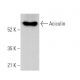 Aciculin Antibody (F-2) - Western Blotting - Image 368740 