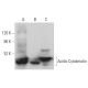 Acidic Cytokeratin Antibody (3G128) - Western Blotting - Image 379266 