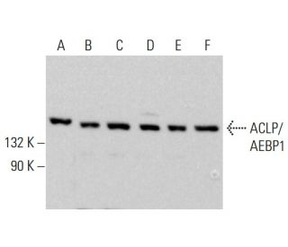 ACLP/AEBP1 Antibody (G-1) - Western Blotting - Image 381775 