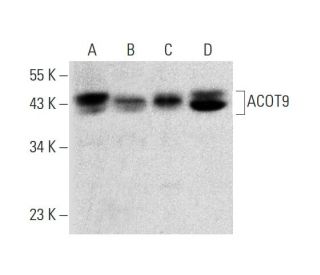 ACOT9 Antibody (G-6) - Western Blotting - Image 318530 