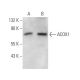 ACOX1 Antibody (153CT43.1.1) - Western Blotting - Image 374575