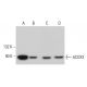 ACOX3 Antibody (H-1) - Western Blotting - Image 381801 