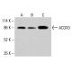 抗体 ACOX3 (H-1):sc-390624。通过 Western blot 分析 HeLa (A)、K-562 (B) 和 HCT-116 (C)中ACOX3表达的Western blot分析。使用的检测试剂:m-IgG Fc BP-HRP:sc-525409。  ACOX3 Antibody (H-1) - Western Blotting - Image 415109