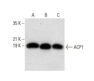 ACP1 Antibody (D-3) - Western Blotting - Image 304504 