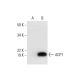 ACP1α Antibody (A-2) - Western Blotting - Image 294484