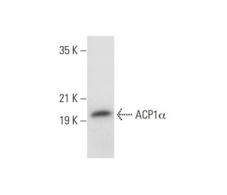 ACP1&alpha; Antibody (A-2) - Western Blotting - Image 304933 