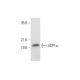 ACP1α Antibody (A-2) - Western Blotting - Image 304933 