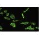 ACP2 Antibody (4B5) - Immunofluorescence - Image 35532