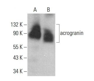 acrogranin Antibody (C-11) - Western Blotting - Image 381361 