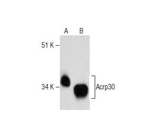Acrp30 Antibody (31) - Western Blotting - Image 281412 