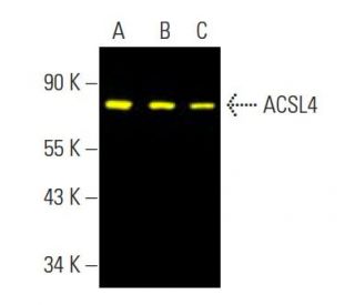 ACSL4 Antibody (F-4) - Western Blotting - Image 396458