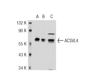 ACSVL4 Antibody (B-5) - Western Blotting - Image 38194