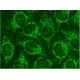 ACTH Antibody (HAT C22) - Immunofluorescence - Image 145141 