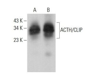ACTH/CLIP Antibody (E-12) - Western Blotting - Image 378774 
