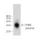 ACTH/CLIP Antibody (G-11) - Western Blotting - Image 146825