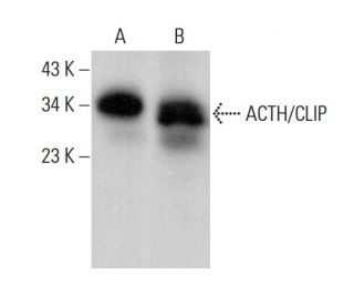 ACTH/CLIP Antibody (G-11) - Western Blotting - Image 378775 
