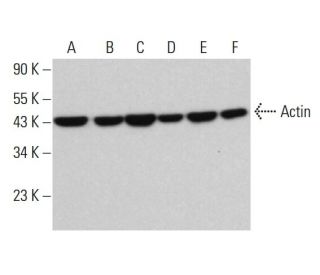 Actin Antibody (2Q1055) - Western Blotting - Image 380633 