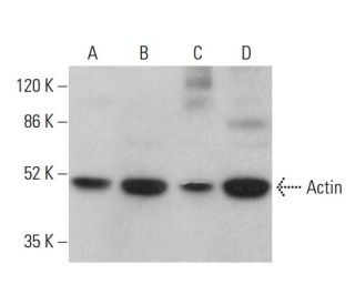 Actin Antibody (8.S2.1) - Western Blotting - Image 380499 