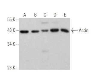 Actin Antibody (C-2) - Western Blotting - Image 350859 