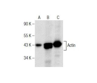 Actin Antibody (H-6) - Western Blotting - Image 155604 