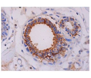 Actin Antibody (MM2/193) - Immunohistochemistry - Image 287091 