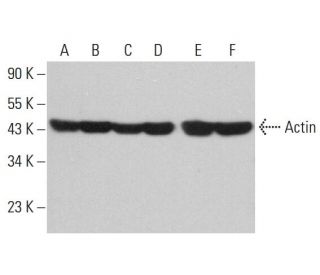 Actin Antibody (SPM161) - Western Blotting - Image 377083 