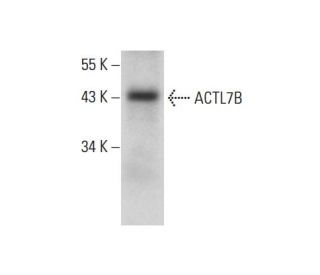 ACTL7B Antibody (F-1) - Western Blotting - Image 304522