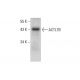 ACTL7B Antibody (F-1) - Western Blotting - Image 304522
