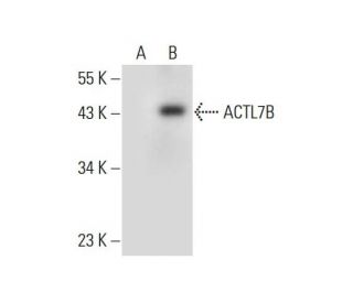 ACTL7B Antibody (G-2) - Western Blotting - Image 317931