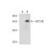 ACTL7B Antibody (G-2) - Western Blotting - Image 317931
