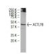 ACTL7B Antibody (K30) - Western Blotting - Image 34282 