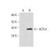 ACTL8 Antibody (A-4) - Western Blotting - Image 283869 
