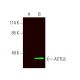 ACTL8 Antibody (A-4) - Western Blotting - Image 389442