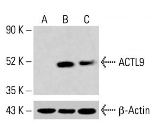 ACTL9 Antibody (H-3) - Western Blotting - Image 414358 