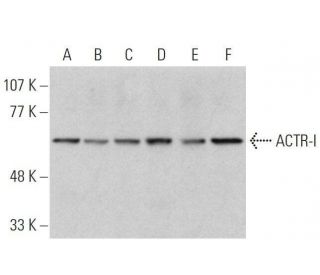 ACTR-I Antibody (C-5) - Western Blotting - Image 358720