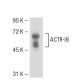 ACTR-IB Antibody (ALEX66) - Western Blotting - Image 52539