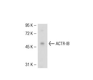 ACTR-IB Antibody (J07F) - Western Blotting - Image 52538