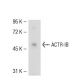 ACTR-IB Antibody (J07F) - Western Blotting - Image 52538