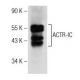ACTR-IC Antibody (D-11) - Western Blotting - Image 160503